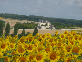 tournesols