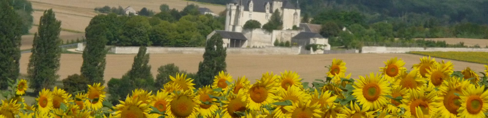 tournesols